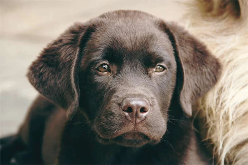 初めて犬を飼う人向け犬種21選と後悔しない選び方