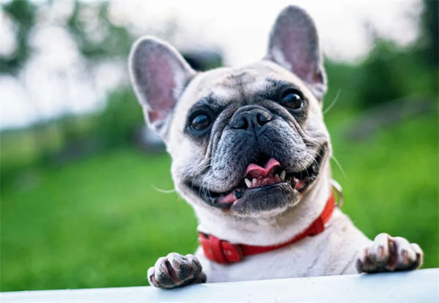 初めて犬を飼う人向け犬種21選と後悔しない選び方