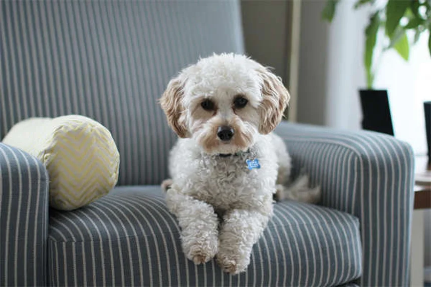 初めて犬を飼う人向け犬種21選と後悔しない選び方