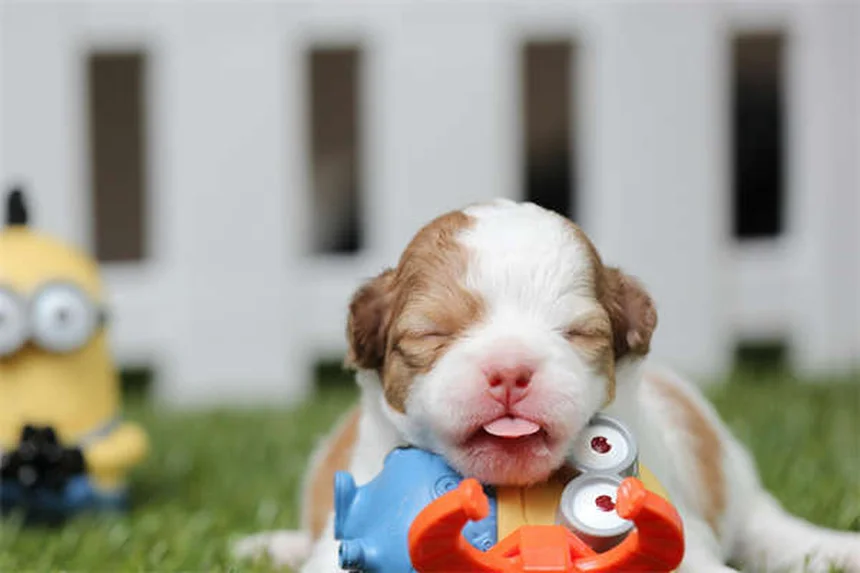 犬のしつけで命を守る！4つの基本コマンドと簡単トレーニング方法
