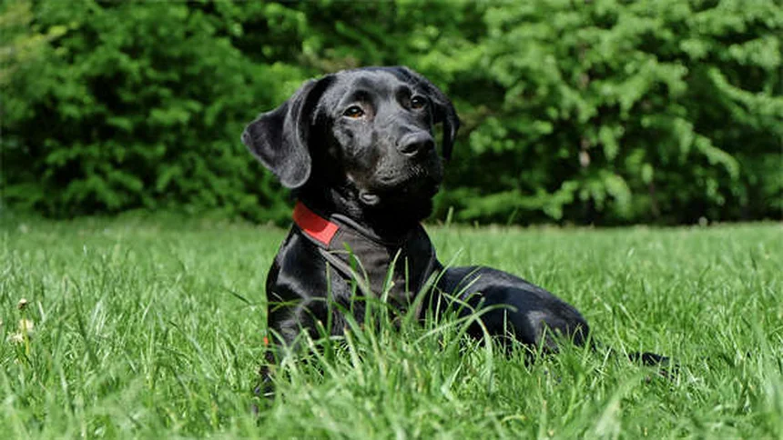 犬のベッドに潜む危険な微生物と正しいお手入れ方法