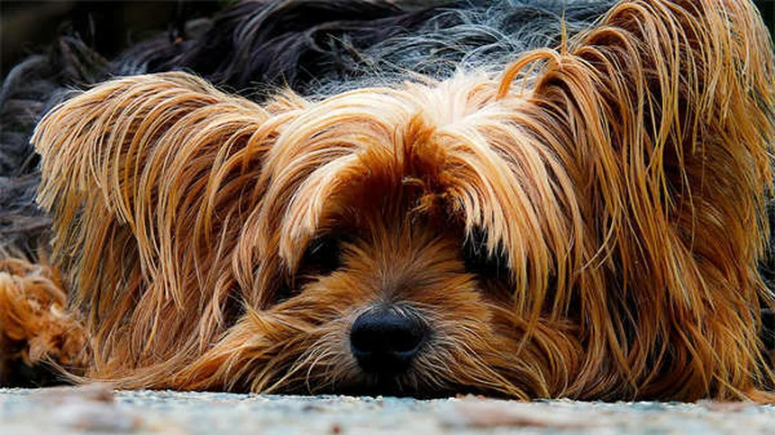 パピーストラングルって何？子犬の顔が腫れる原因と治療法を経験者が解説