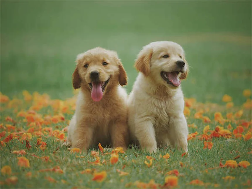 子犬を迎える準備からしつけまで｜初めての飼い主さん必見の完全ガイド