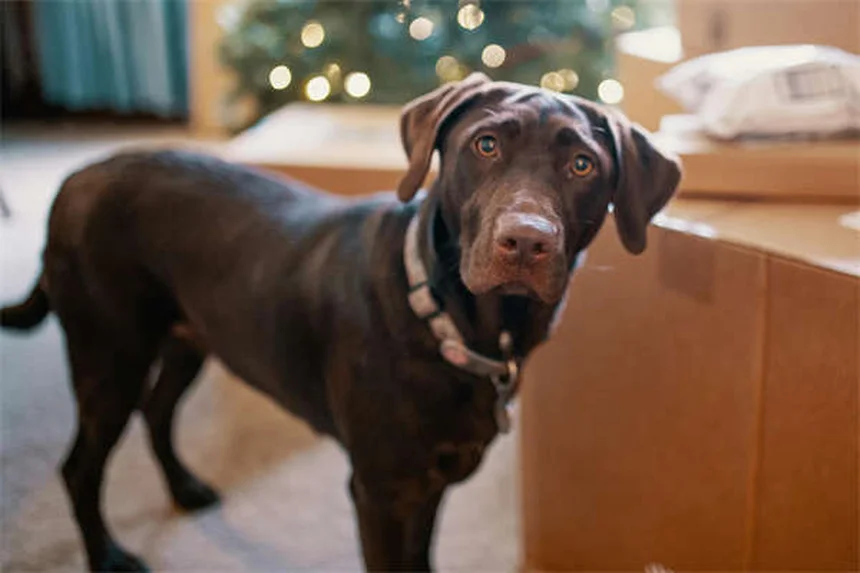 犬の水遊びで感染する7つの危険な病気と予防法