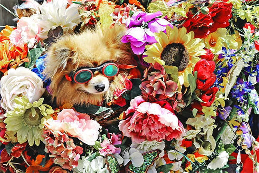 犬の水遊びで感染する7つの危険な病気と予防法