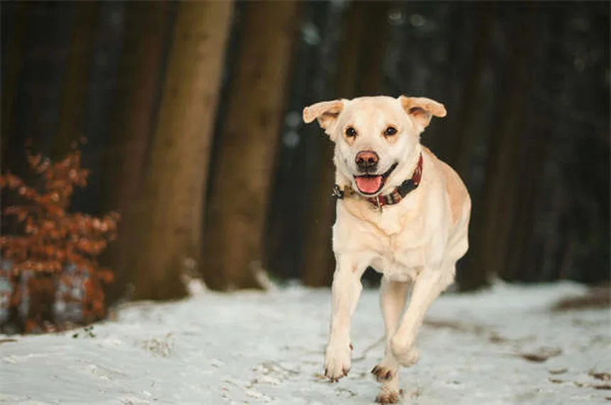 救助犬の活躍と訓練のすべて【犬種・トレーニング完全ガイド】
