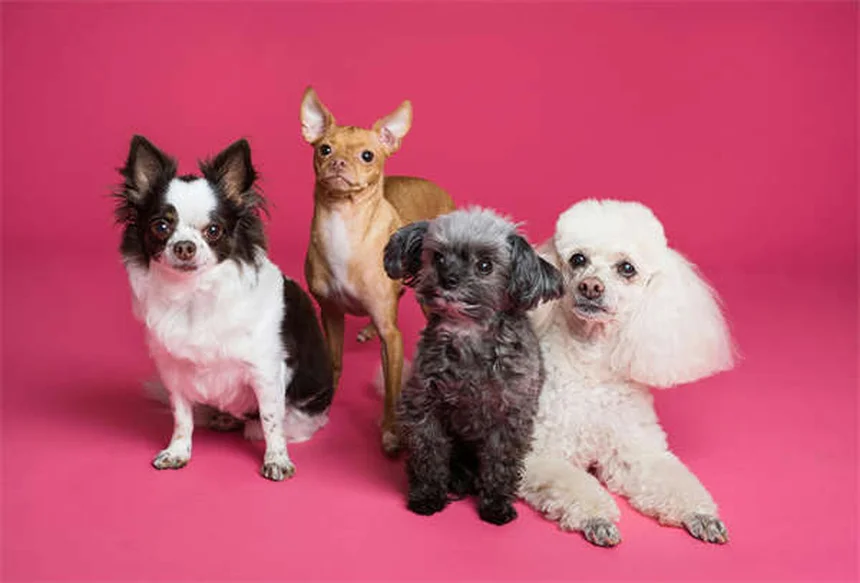 愛犬の肉球をキレイにする7つの簡単方法【プロ直伝】