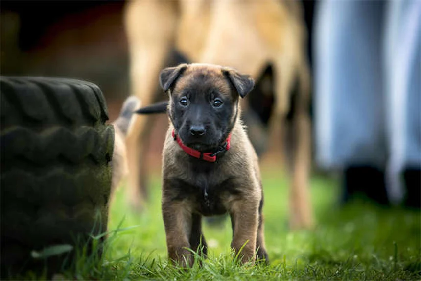 愛犬の肉球をキレイにする7つの簡単方法【プロ直伝】