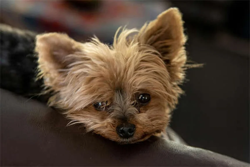 犬のおもちゃの安全基準｜BPAフリーでも安心できない？