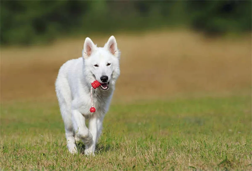 犬のおもちゃの安全基準｜BPAフリーでも安心できない？