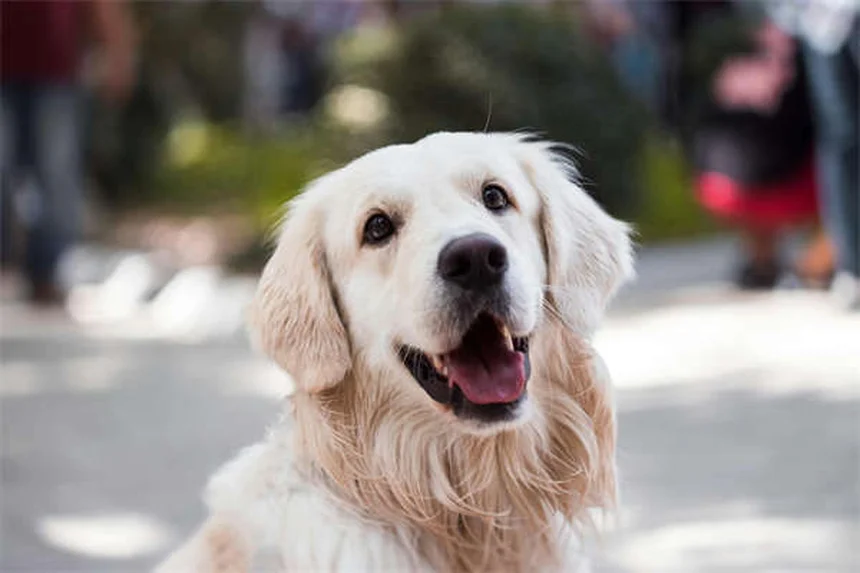 犬のDIC診断と治療で知っておくべき5つの重要ポイント