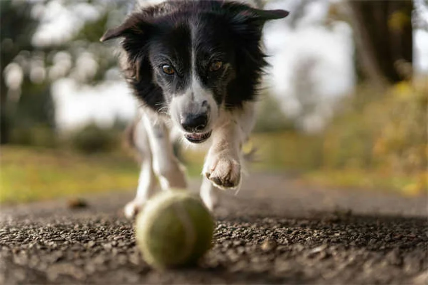 犬猫のカルニチン副作用と効果を獣医が解説