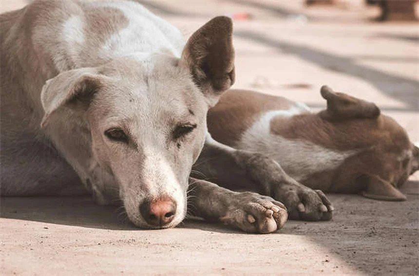 犬用処方薬の種類と安全な使い方 | 5つの代表薬を徹底比較