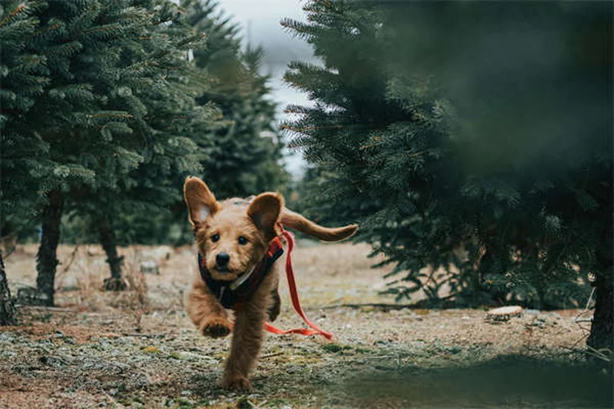犬猫のリハビリテーション｜専門家が教える効果的な治療法7選