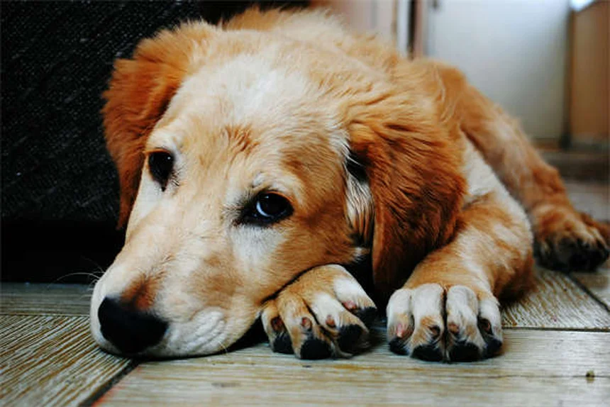 犬猫のリハビリテーション｜専門家が教える効果的な治療法7選