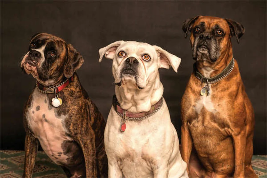 愛犬に最適なキャリーの選び方【プロが教える5つのポイント】