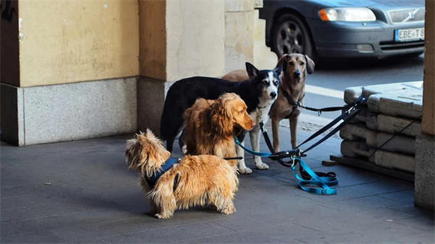 愛犬に最適なキャリーの選び方【プロが教える5つのポイント】