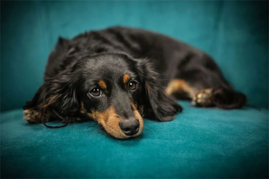 成犬のトイレトレーニング、クレートで成功させる実践法