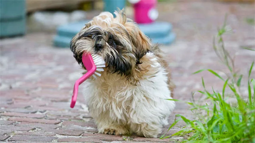 犬の汗の仕組みと熱中症予防のポイント