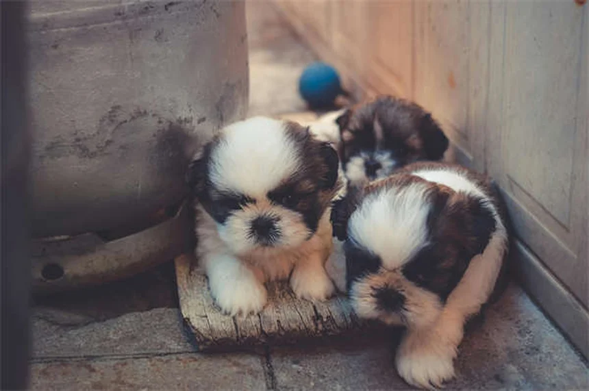 犬の歯茎の色と状態で健康チェック！危険サインを見逃さない方法