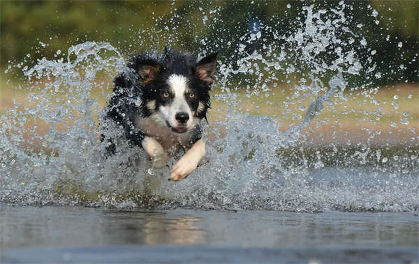 犬と一緒に寝ても大丈夫？専門家が教える安全な寝方