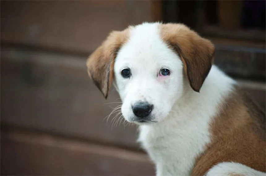 ミズーリ・フォックストロッターの魅力と飼育のすべて【完全ガイド】