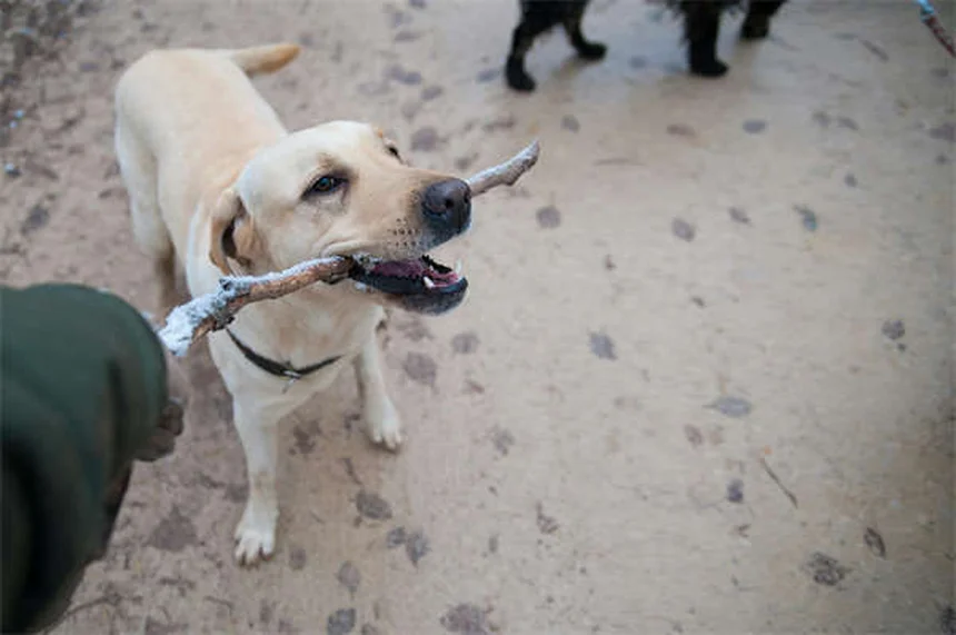 犬猫の胃潰瘍治療薬Zantac®の効果と正しい使い方【獣医師監修】