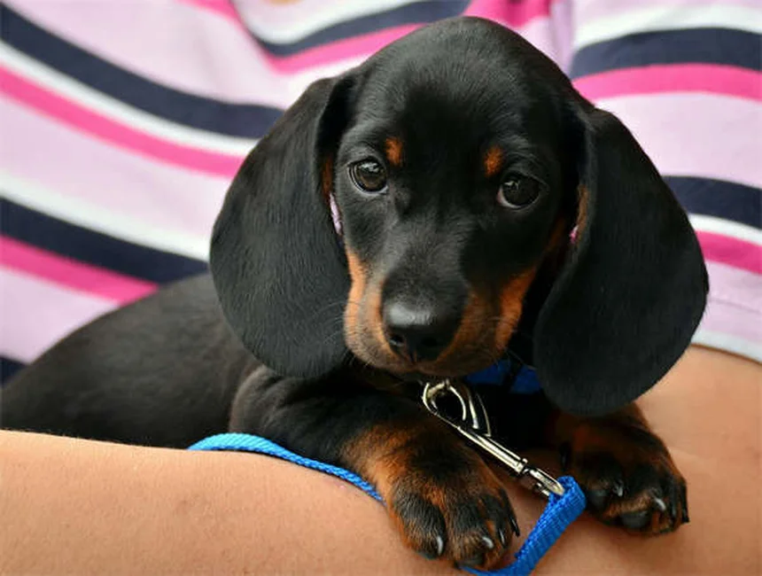 犬が前足でタッチする5つの理由と対処法【愛犬の気持ちがわかる】