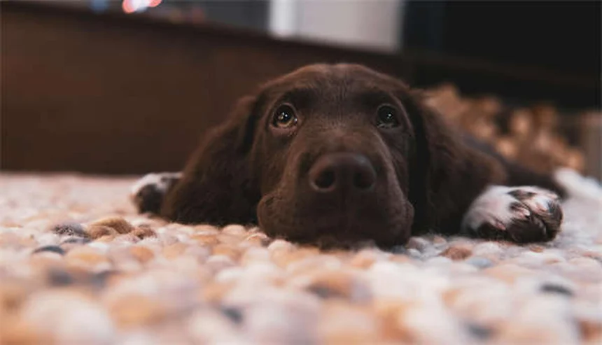 犬が食べると危険なクリスマス植物7選！プロが教える対処法