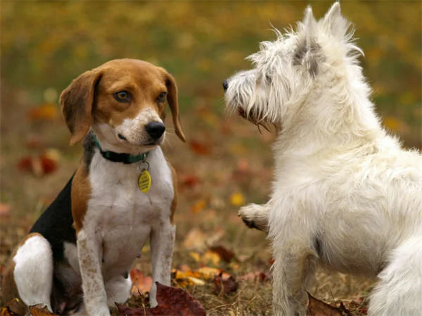犬の攻撃性とオキシトシン・バソプレシンの意外な関係【最新研究】