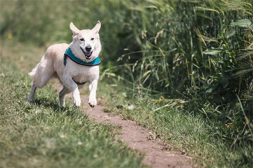 犬の攻撃性とオキシトシン・バソプレシンの意外な関係【最新研究】