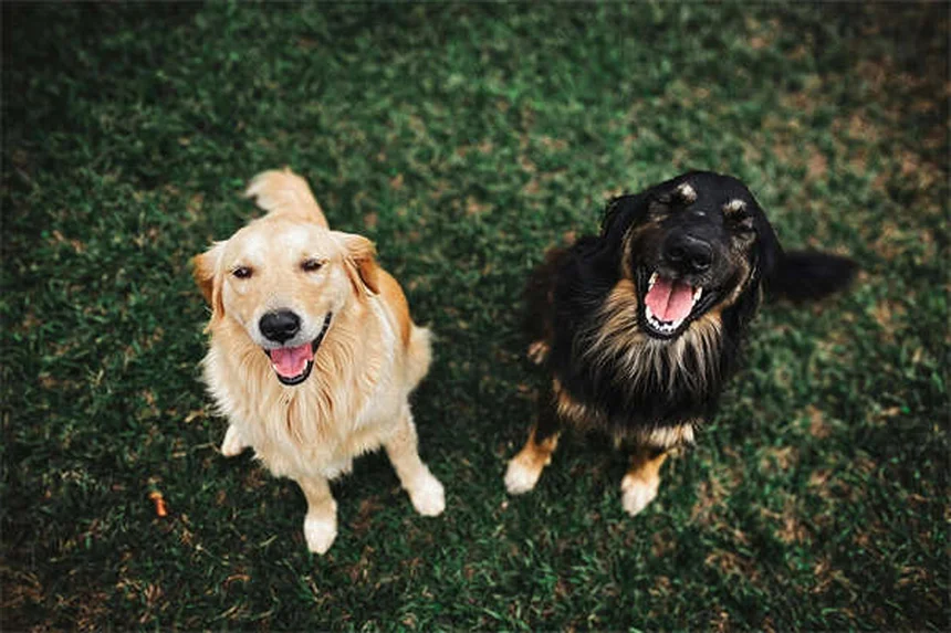 犬の涙やけ対策｜白い毛の子必見！プロが教えるケア方法
