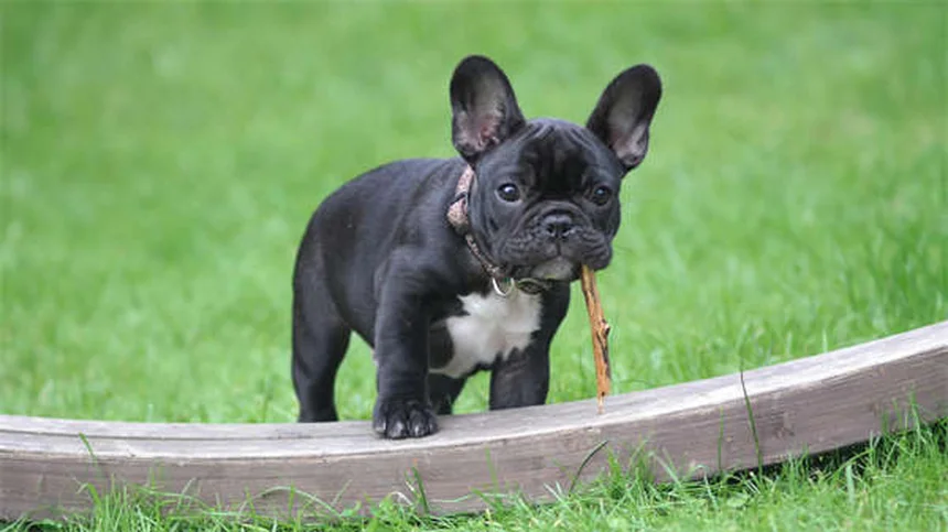 犬と猫のフェロモン効果を徹底解説！安心させる使い方のコツ5選