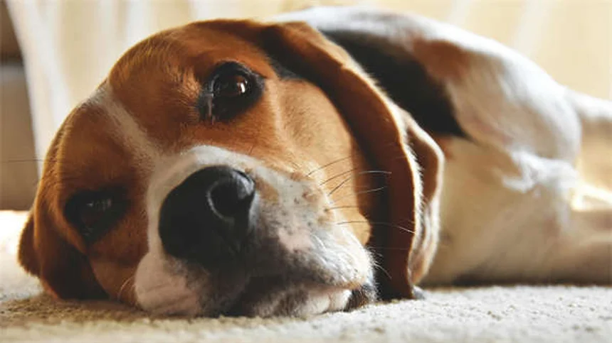 犬のエーリキア症とは？症状・治療法を獣医が解説