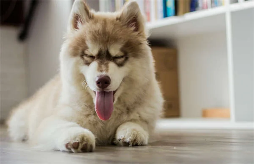 馬の月盲症の症状と予防｜飼い主が今すぐできる5つの対策