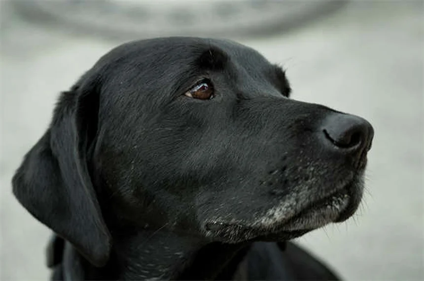 犬用コート 冬の必需品？獣医師が教える選び方の5つのポイント