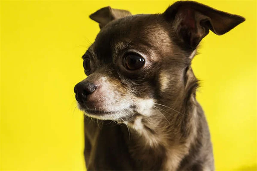 わがまま犬が2週間で変わる！「Please」訓練法のコツ