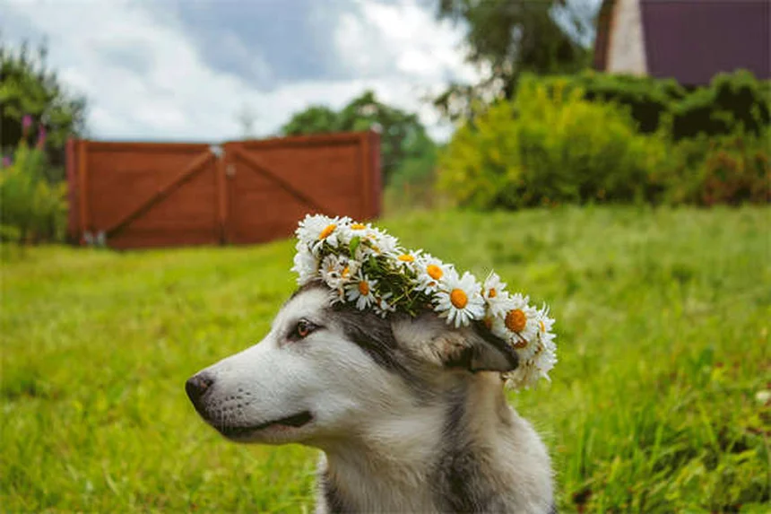 プロプラノロールを犬と猫に使う前に知っておきたい7つのこと