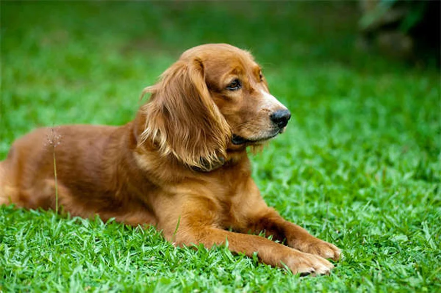 アイスランドホースはポニーじゃない！よくある誤解と飼い方のコツ