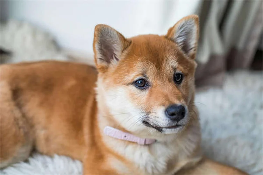 アイスランドホースはポニーじゃない！よくある誤解と飼い方のコツ