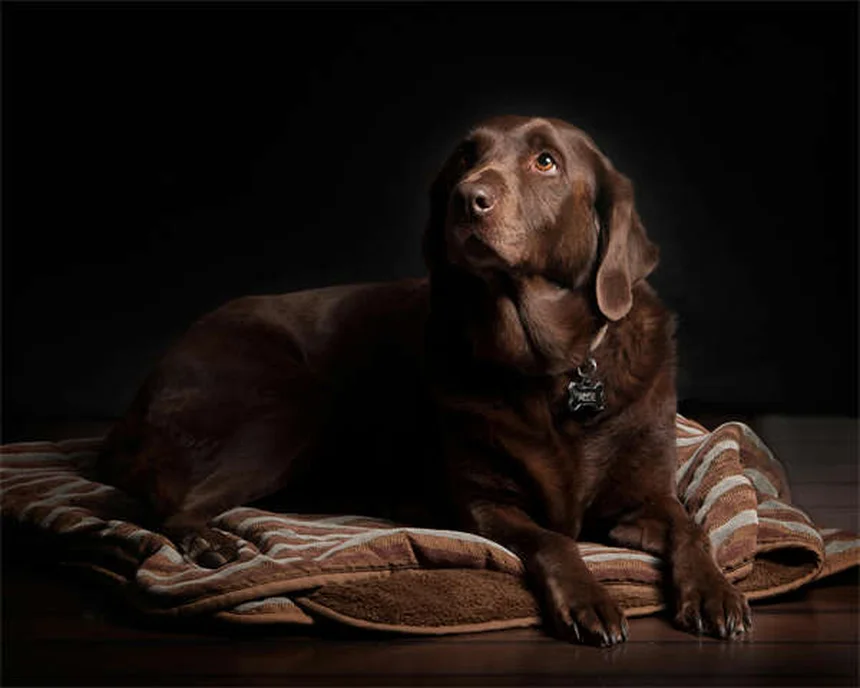 犬が足を上げておしっこする理由：研究と体験からわかる真実