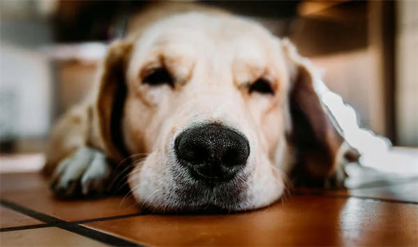 犬の心臓発作、実は超レア！症状と予防のポイント